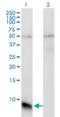 G Protein Subunit Gamma Transducin 1 antibody, H00002792-M01, Novus Biologicals, Western Blot image 