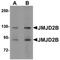 Lysine Demethylase 4B antibody, orb75265, Biorbyt, Western Blot image 