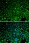 Crystallin Alpha A antibody, LS-C346094, Lifespan Biosciences, Immunofluorescence image 