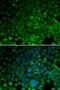 Crystallin Alpha A antibody, LS-C346094, Lifespan Biosciences, Immunofluorescence image 