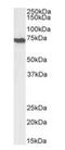 Apoptosis Inducing Factor Mitochondria Associated 1 antibody, orb233664, Biorbyt, Western Blot image 