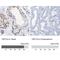 TSPY Like 6 antibody, NBP1-85917, Novus Biologicals, Immunohistochemistry paraffin image 