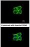 Ladinin 1 antibody, PA5-22344, Invitrogen Antibodies, Immunofluorescence image 