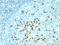 Carbamoyl-Phosphate Synthase 1 antibody, orb388006, Biorbyt, Immunohistochemistry paraffin image 