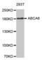 ATP Binding Cassette Subfamily A Member 6 antibody, abx002291, Abbexa, Western Blot image 