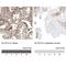 Potassium Channel Tetramerization Domain Containing 13 antibody, NBP2-14147, Novus Biologicals, Immunohistochemistry paraffin image 