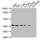 GAPDH antibody, CSB-MA000071M0m, Cusabio, Western Blot image 