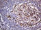 Transforming Growth Factor Beta Receptor 3 antibody, LS-C792024, Lifespan Biosciences, Immunohistochemistry paraffin image 