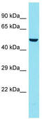 Family With Sequence Similarity 155 Member B antibody, TA335583, Origene, Western Blot image 