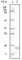 Synuclein Alpha antibody, abx010381, Abbexa, Western Blot image 