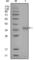 Nuclear Receptor Corepressor 1 antibody, abx011240, Abbexa, Western Blot image 