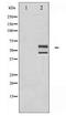 Mitogen-Activated Protein Kinase 9 antibody, LS-C417538, Lifespan Biosciences, Western Blot image 