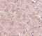 GLE1 RNA Export Mediator antibody, 4973, ProSci, Immunohistochemistry frozen image 
