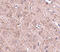 Nucleoporin GLE1 antibody, 4973, ProSci, Immunohistochemistry frozen image 