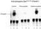 Interferon Alpha And Beta Receptor Subunit 1 antibody, XPS-1014, ProSci, Western Blot image 