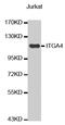 CD49D antibody, MBS125055, MyBioSource, Western Blot image 