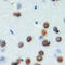 Cell Division Cycle Associated 4 antibody, LS-C358936, Lifespan Biosciences, Immunohistochemistry frozen image 