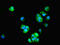 BTB Domain Containing 2 antibody, CSB-PA05095A0Rb, Cusabio, Immunofluorescence image 