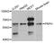 Peripherin antibody, A4048, ABclonal Technology, Western Blot image 