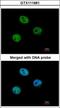MutS Homolog 6 antibody, GTX111661, GeneTex, Immunocytochemistry image 