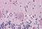 Neurotensin Receptor 2 antibody, orb85414, Biorbyt, Immunohistochemistry paraffin image 