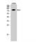 Ezrin antibody, LS-C383436, Lifespan Biosciences, Western Blot image 