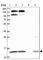 C-X9-C Motif Containing 1 antibody, HPA043333, Atlas Antibodies, Western Blot image 