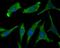 WSC Domain Containing 2 antibody, NBP2-75715, Novus Biologicals, Immunofluorescence image 