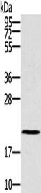 RB Binding Protein 9, Serine Hydrolase antibody, CSB-PA267054, Cusabio, Western Blot image 