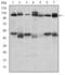 Cbl Proto-Oncogene antibody, GTX60481, GeneTex, Western Blot image 