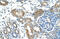 Tripartite Motif Containing 59 antibody, 29-874, ProSci, Immunohistochemistry paraffin image 