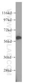 Hemogen antibody, 17616-1-AP, Proteintech Group, Western Blot image 