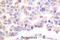 Phospholipase A2 Group IVA antibody, A00854S505, Boster Biological Technology, Immunohistochemistry paraffin image 
