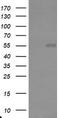 TRAF Interacting Protein antibody, CF800087, Origene, Western Blot image 