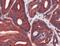 Fatty acid-binding protein, heart antibody, PA5-32488, Invitrogen Antibodies, Immunohistochemistry paraffin image 