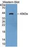 Aquaporin 8 antibody, LS-C712162, Lifespan Biosciences, Western Blot image 