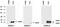 Anterior Gradient 2, Protein Disulphide Isomerase Family Member antibody, GTX80239, GeneTex, Western Blot image 