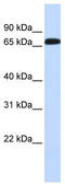 Solute Carrier Family 6 Member 1 antibody, TA334050, Origene, Western Blot image 