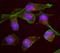 Kinesin Family Member 14 antibody, NB100-254, Novus Biologicals, Immunofluorescence image 