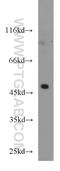 Keratin 23 antibody, 24049-1-AP, Proteintech Group, Western Blot image 