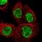 DEAH-Box Helicase 15 antibody, PA5-61413, Invitrogen Antibodies, Immunofluorescence image 