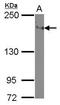 Integrin Subunit Alpha L antibody, GTX101565, GeneTex, Western Blot image 