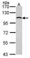 Golgin A1 antibody, PA5-30048, Invitrogen Antibodies, Western Blot image 