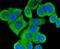 Mitogen-Activated Protein Kinase Kinase Kinase 3 antibody, NBP2-67832, Novus Biologicals, Immunocytochemistry image 