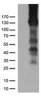 CD31 antibody, UM500029CF, Origene, Western Blot image 