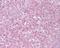 Telomeric Repeat Binding Factor 2 antibody, NB100-56694, Novus Biologicals, Immunohistochemistry paraffin image 