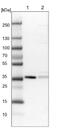 NudE Neurodevelopment Protein 1 antibody, NBP1-83671, Novus Biologicals, Western Blot image 