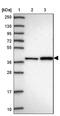 TRC40 antibody, NBP2-14324, Novus Biologicals, Western Blot image 