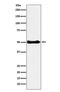 C-Terminal Src Kinase antibody, M00799-2, Boster Biological Technology, Western Blot image 