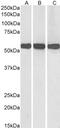 Oxytocin/Neurophysin I Prepropeptide antibody, 42-523, ProSci, Enzyme Linked Immunosorbent Assay image 